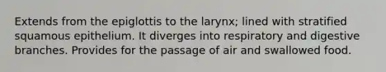 Extends from the epiglottis to the larynx; lined with stratified squamous epithelium. It diverges into respiratory and digestive branches. Provides for the passage of air and swallowed food.