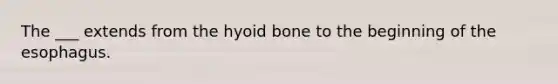 The ___ extends from the hyoid bone to the beginning of the esophagus.