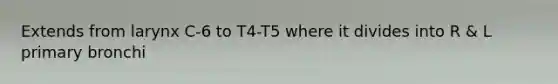 Extends from larynx C-6 to T4-T5 where it divides into R & L primary bronchi