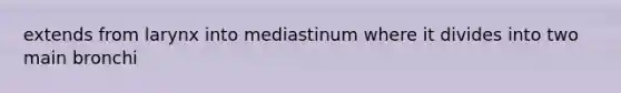 extends from larynx into mediastinum where it divides into two main bronchi