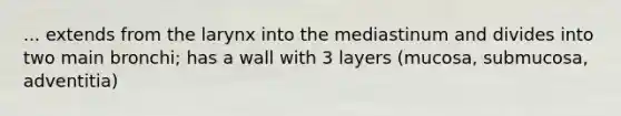 ... extends from the larynx into the mediastinum and divides into two main bronchi; has a wall with 3 layers (mucosa, submucosa, adventitia)