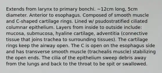 Extends from larynx to primary bonchi. ~12cm long, 5cm diameter. Anterior to esophagus. Composed of smooth muscle and C-shaped cartilage rings. Lined w/ psudostratified ciliated columnar epithelium. Layers from inside to outside include: mucosa, submucosa, hyaline cartilage, adventitia (connective tissue that joins trachea to surrounding tissues). The cartilage rings keep the airway open. The C is open on the esophagus side and has transverse smooth muscle (trachealis muscle) stabilizing the open ends. The cilia of the epithelium sweep debris away from the lungs and back to the throat to be spit or swallowed.