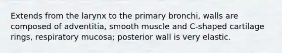 Extends from the larynx to the primary bronchi, walls are composed of adventitia, smooth muscle and C-shaped cartilage rings, respiratory mucosa; posterior wall is very elastic.