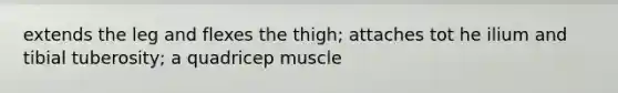 extends the leg and flexes the thigh; attaches tot he ilium and tibial tuberosity; a quadricep muscle