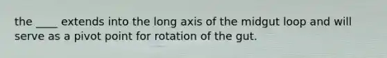 the ____ extends into the long axis of the midgut loop and will serve as a pivot point for rotation of the gut.