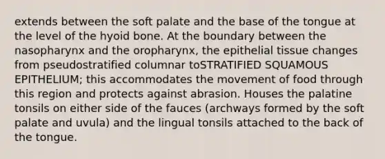 extends between the soft palate and the base of the tongue at the level of the <a href='https://www.questionai.com/knowledge/kVV1acPC4Z-hyoid-bone' class='anchor-knowledge'>hyoid bone</a>. At the boundary between the nasopharynx and the oropharynx, the <a href='https://www.questionai.com/knowledge/k7dms5lrVY-epithelial-tissue' class='anchor-knowledge'>epithelial tissue</a> changes from pseudostratified columnar toSTRATIFIED SQUAMOUS EPITHELIUM; this accommodates the movement of food through this region and protects against abrasion. Houses the palatine tonsils on either side of the fauces (archways formed by the soft palate and uvula) and the lingual tonsils attached to the back of the tongue.