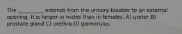 The __________ extends from the urinary bladder to an external opening. It is longer in males than in females. A) ureter B) prostate gland C) urethra D) glomerulus