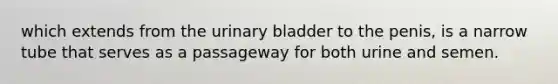 which extends from the urinary bladder to the penis, is a narrow tube that serves as a passageway for both urine and semen.