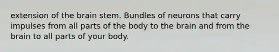 extension of the brain stem. Bundles of neurons that carry impulses from all parts of the body to the brain and from the brain to all parts of your body.