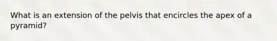 What is an extension of the pelvis that encircles the apex of a pyramid?