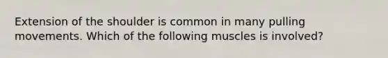 Extension of the shoulder is common in many pulling movements. Which of the following muscles is involved?