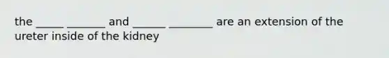 the _____ _______ and ______ ________ are an extension of the ureter inside of the kidney