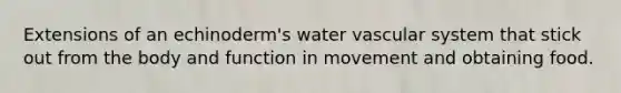 Extensions of an echinoderm's water vascular system that stick out from the body and function in movement and obtaining food.