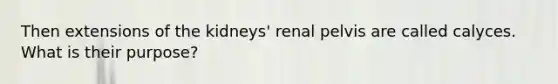 Then extensions of the kidneys' renal pelvis are called calyces. What is their purpose?