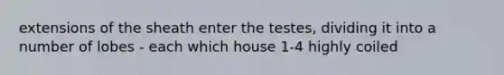 extensions of the sheath enter the testes, dividing it into a number of lobes - each which house 1-4 highly coiled