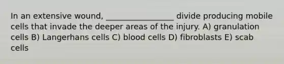 In an extensive wound, _________________ divide producing mobile cells that invade the deeper areas of the injury. A) granulation cells B) Langerhans cells C) blood cells D) fibroblasts E) scab cells