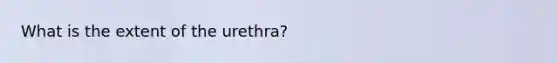 What is the extent of the urethra?