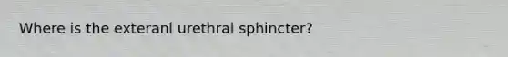 Where is the exteranl urethral sphincter?