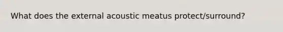 What does the external acoustic meatus protect/surround?