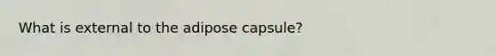 What is external to the adipose capsule?