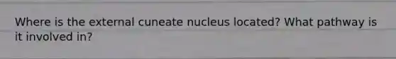 Where is the external cuneate nucleus located? What pathway is it involved in?