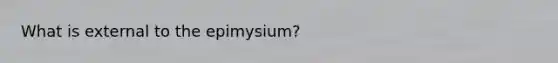 What is external to the epimysium?