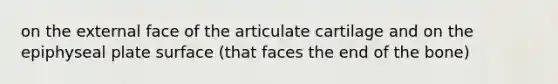 on the external face of the articulate cartilage and on the epiphyseal plate surface (that faces the end of the bone)