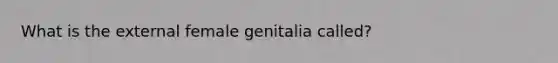 What is the external female genitalia called?