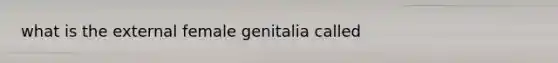 what is the external female genitalia called