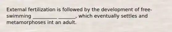 External fertilization is followed by the development of free-swimming __________ _______, which eventually settles and metamorphoses int an adult.