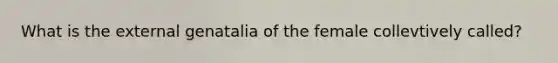 What is the external genatalia of the female collevtively called?