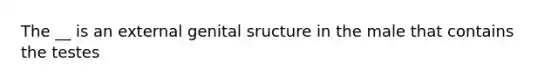 The __ is an external genital sructure in the male that contains the testes