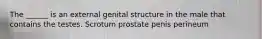 The ______ is an external genital structure in the male that contains the testes. Scrotum prostate penis perineum