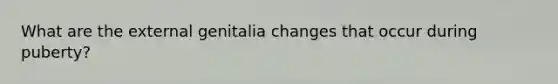 What are the external genitalia changes that occur during puberty?