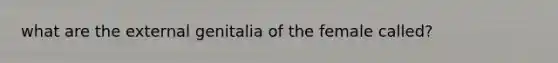 what are the external genitalia of the female called?