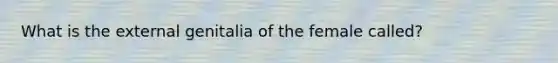 What is the external genitalia of the female called?