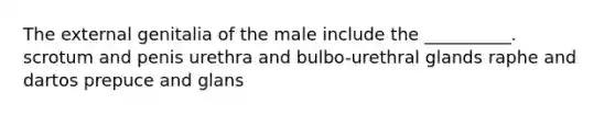 The external genitalia of the male include the __________. scrotum and penis urethra and bulbo-urethral glands raphe and dartos prepuce and glans