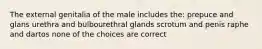 The external genitalia of the male includes the: prepuce and glans urethra and bulbourethral glands scrotum and penis raphe and dartos none of the choices are correct