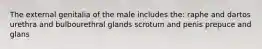 The external genitalia of the male includes the: raphe and dartos urethra and bulbourethral glands scrotum and penis prepuce and glans