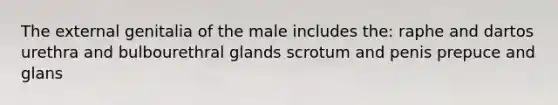 The external genitalia of the male includes the: raphe and dartos urethra and bulbourethral glands scrotum and penis prepuce and glans