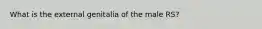 What is the external genitalia of the male RS?
