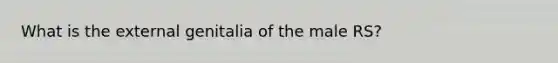 What is the external genitalia of the male RS?