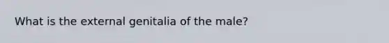 What is the external genitalia of the male?