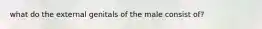 what do the external genitals of the male consist of?