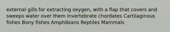 external gills for extracting oxygen, with a flap that covers and sweeps water over them Invertebrate chordates Cartilaginous fishes Bony fishes Amphibians Reptiles Mammals