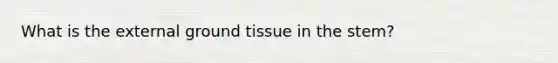 What is the external ground tissue in the stem?