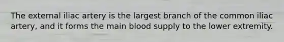 The external iliac artery is the largest branch of the common iliac artery, and it forms the main blood supply to the lower extremity.