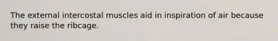 The external intercostal muscles aid in inspiration of air because they raise the ribcage.