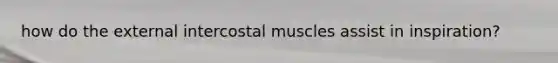 how do the external intercostal muscles assist in inspiration?