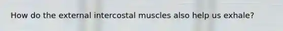 How do the external intercostal muscles also help us exhale?